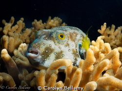 'Padded Puffer', Raja Ampat 2023. This white spotted puff... by Carolyn Bellamy 